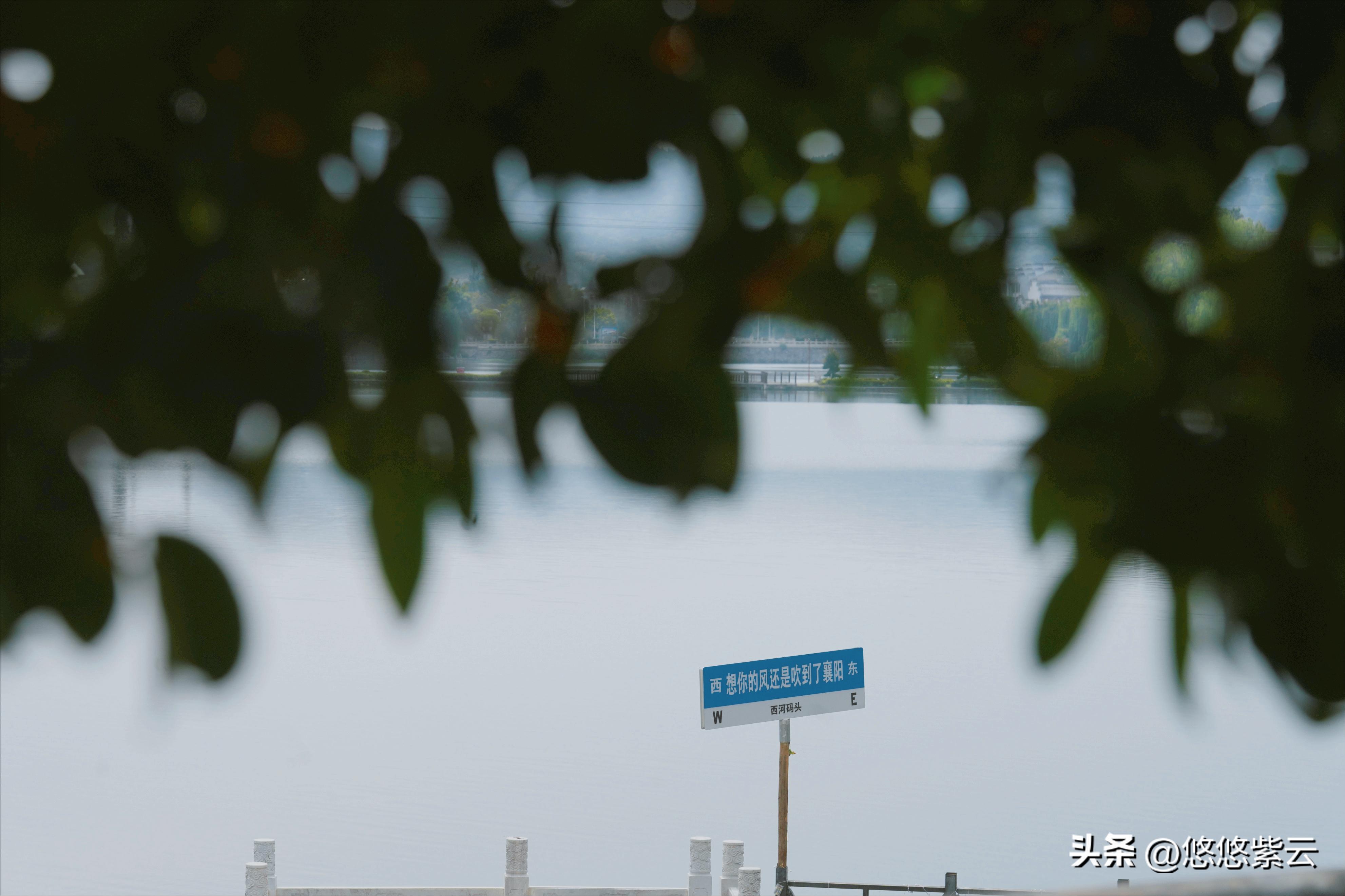 襄阳桂花,襄阳八月桂花遍地开