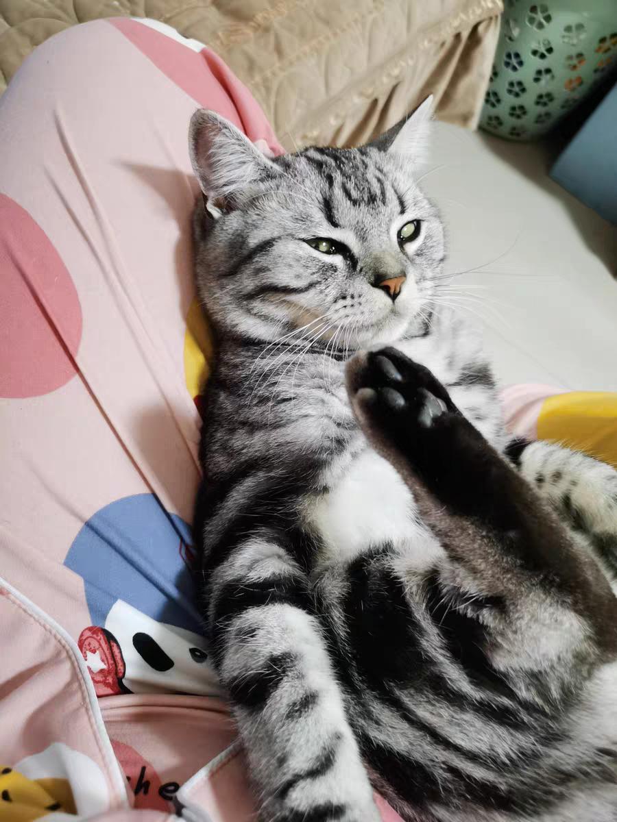 美短猫吃什么鱼比较好,美短猫吃啥猫粮