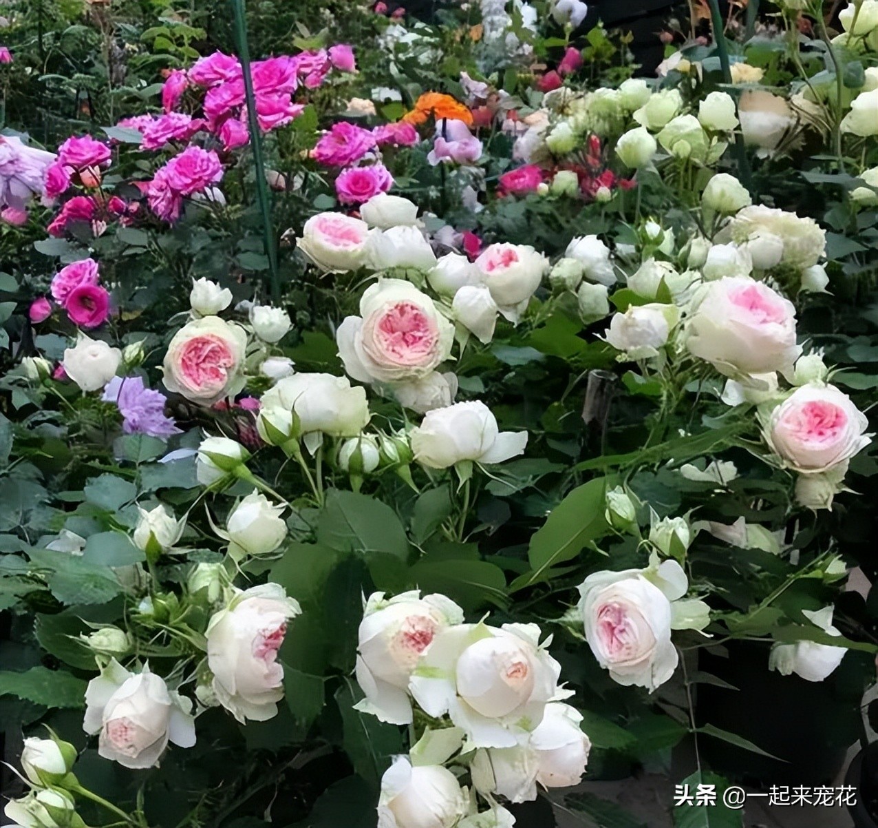 耐热名贵月季十大品种图片,耐晒的月季花有哪些视频