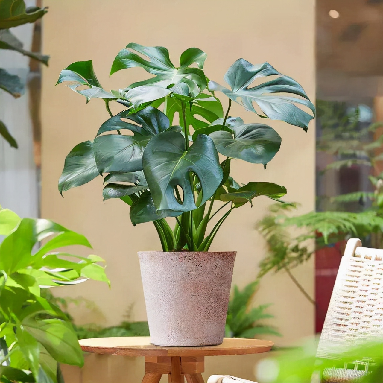 16种喜阴蔬菜,16种适合夏天养的花