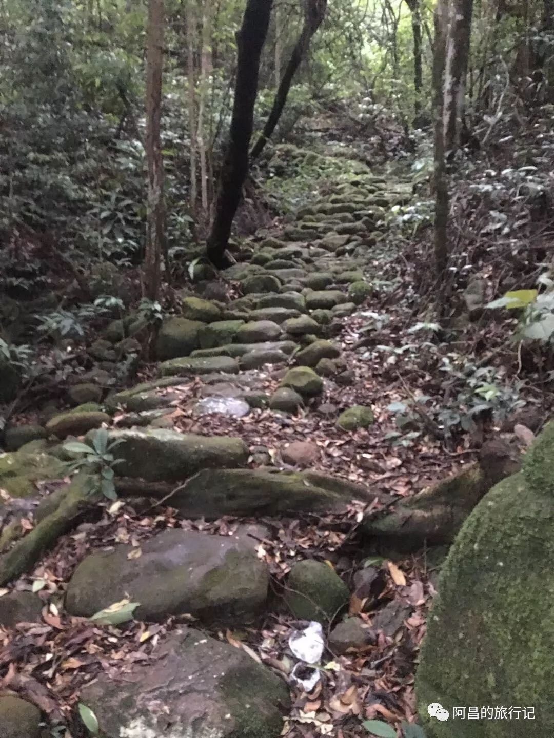 广西十万大山国家森林公园,广西十万大山国家森林公园图片