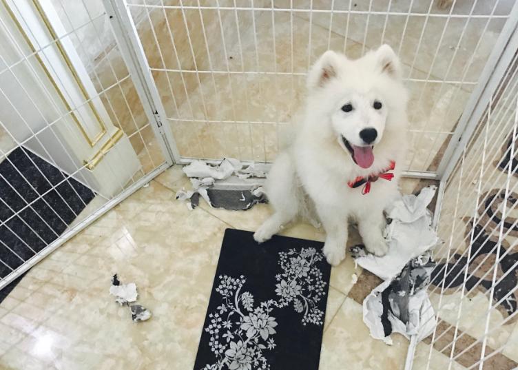 什么狗好养还不拆家还能保护主人,哪种狗不咬人不拆家智商高