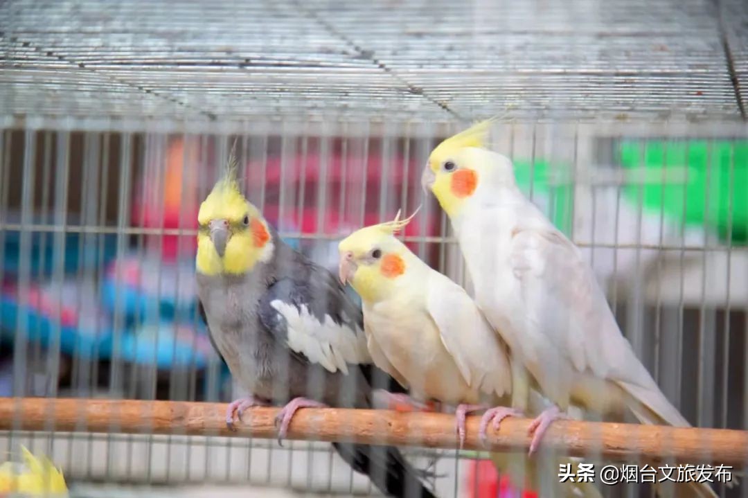 烟台祥和花鸟市场,烟台花鸟市场