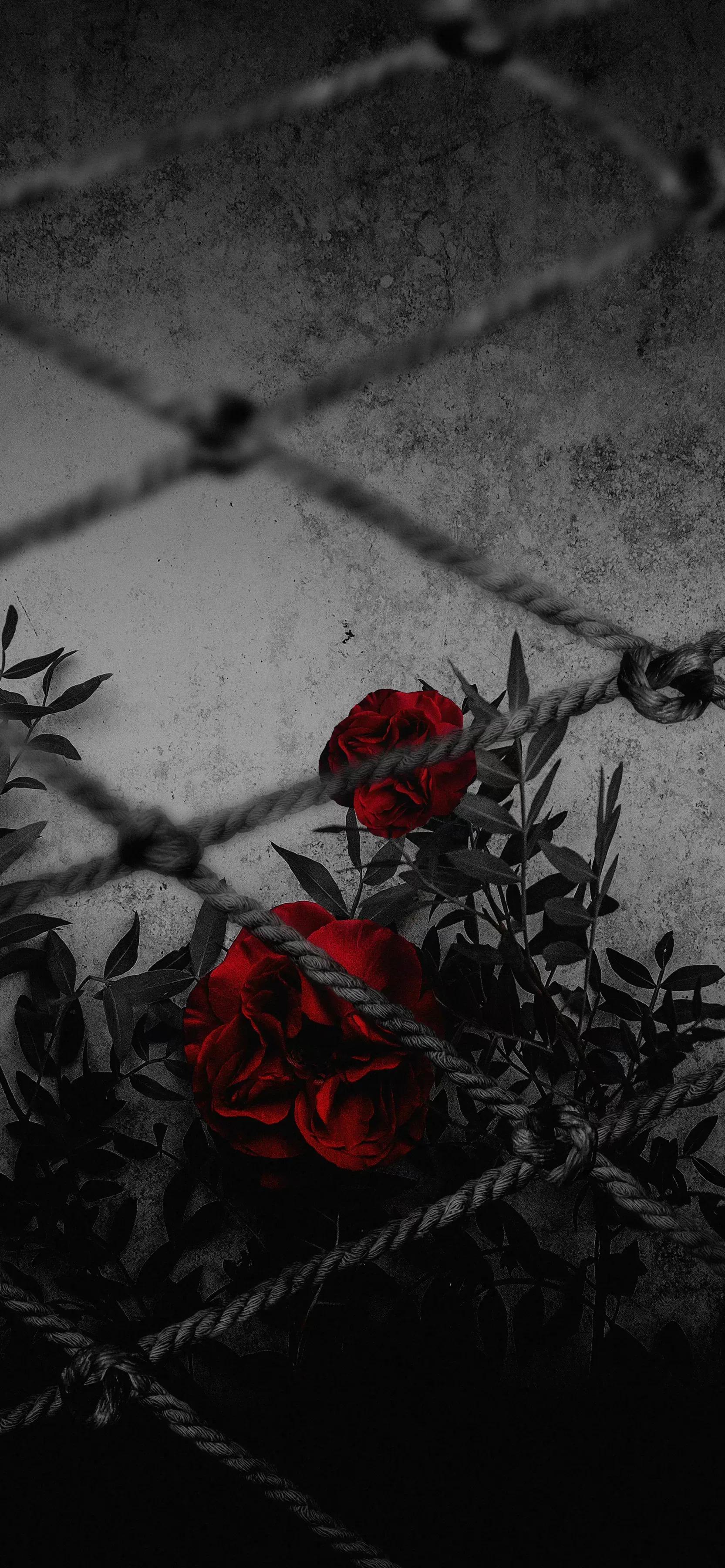 高清壁纸全面屏手机,围棋壁纸高清全面屏