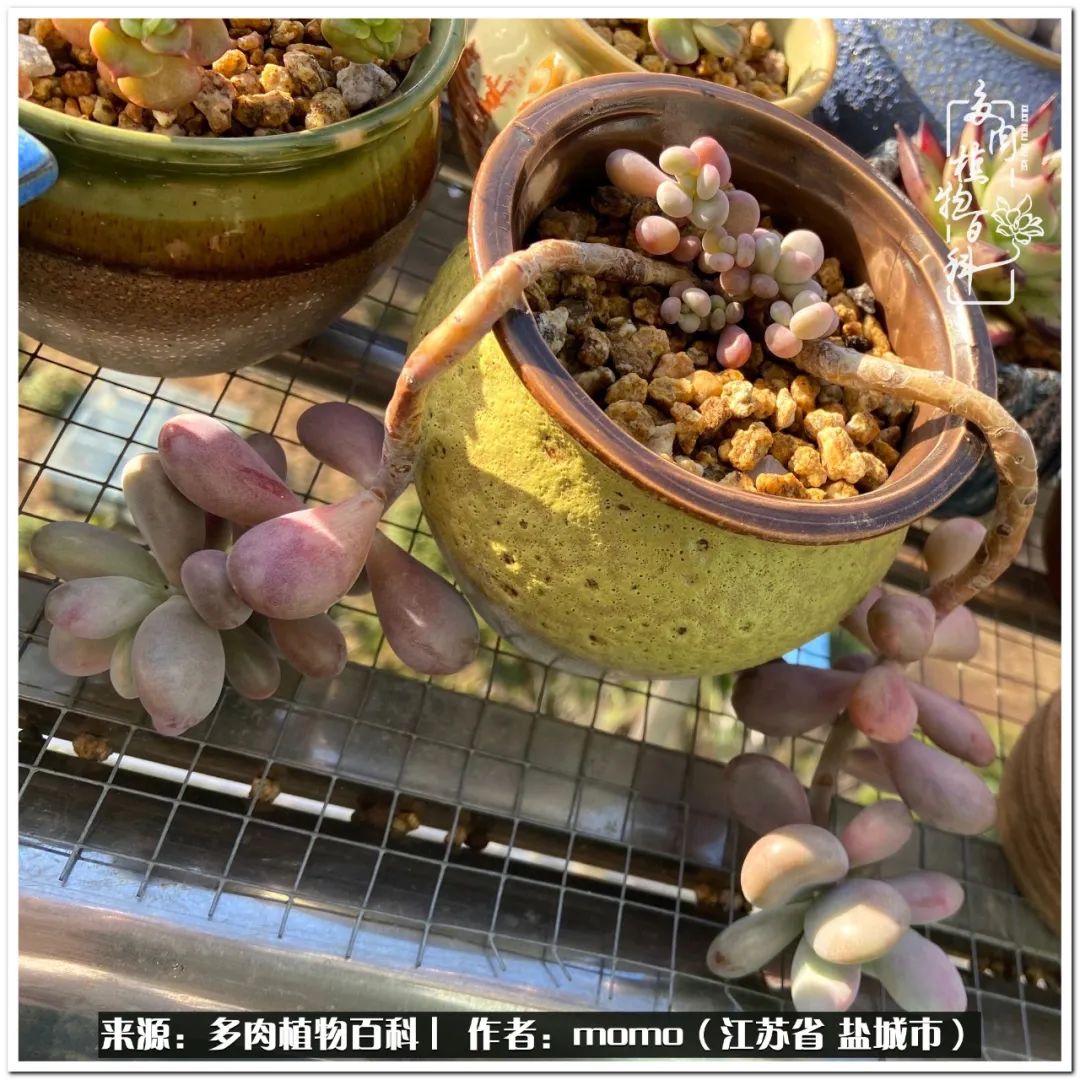 露养一个月的多肉图片,露养多肉春天外面过夜么