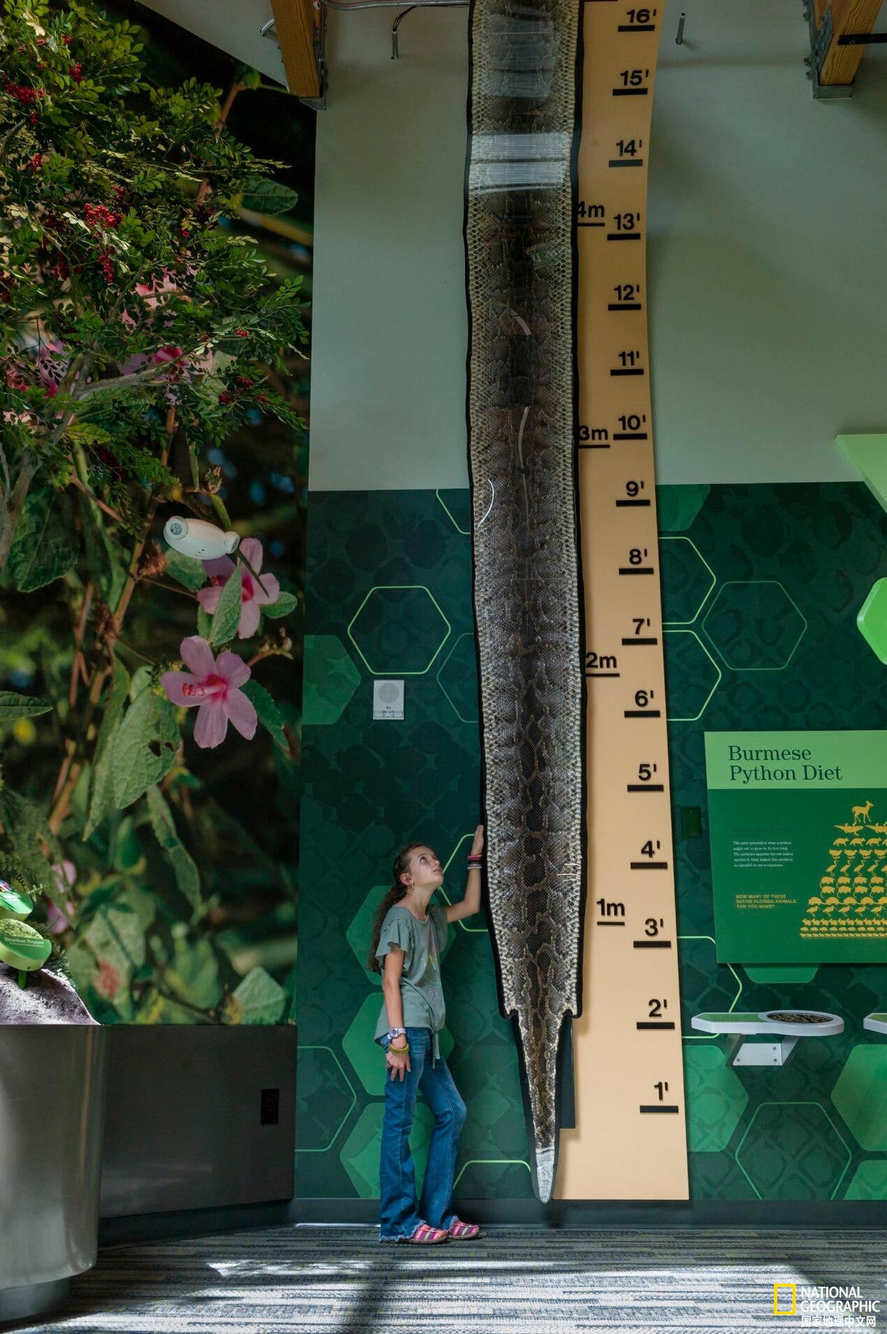 目前已发现最大的蟒蛇,目前发现最大的蟒蛇有多大