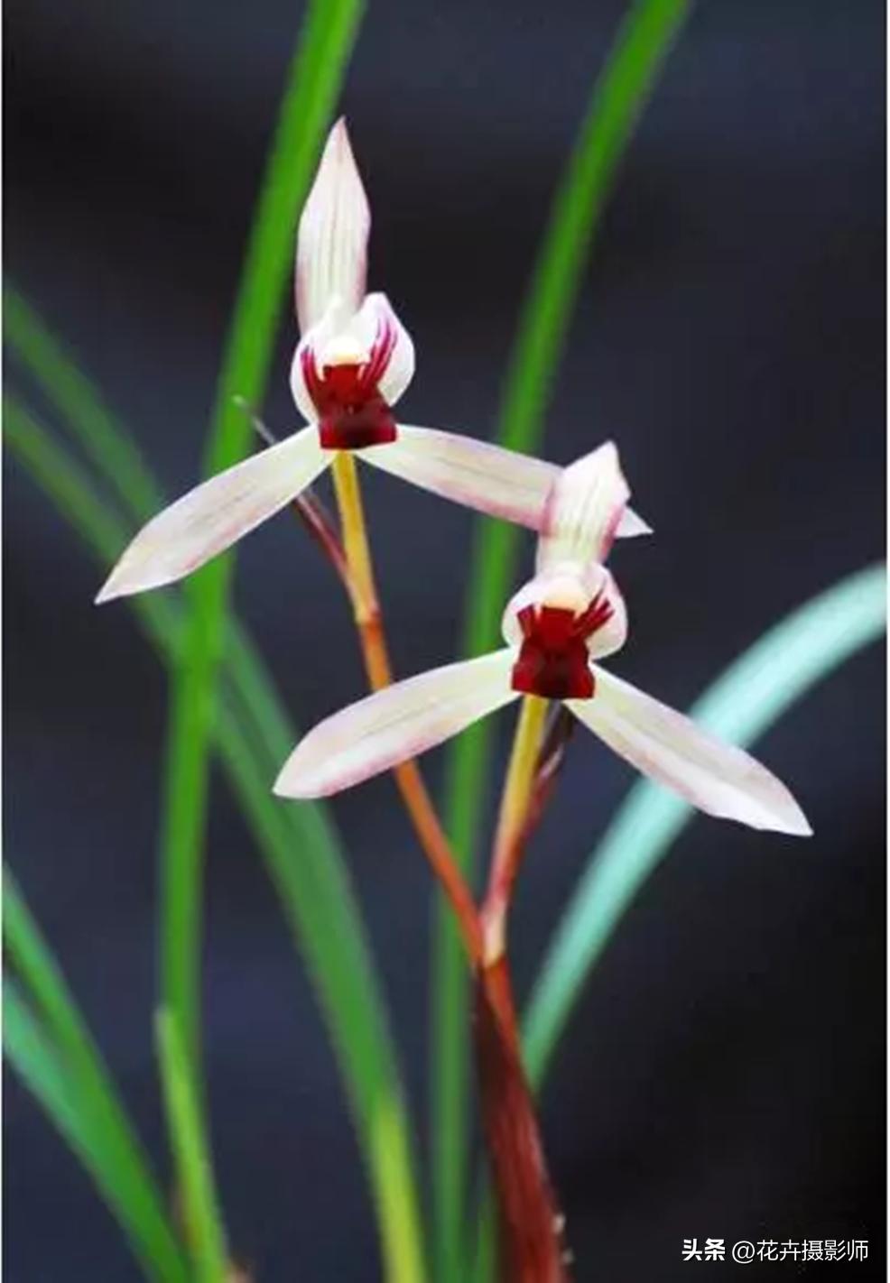 它是云南“草王”，也是高雅的象征，随便一开，就价值千金