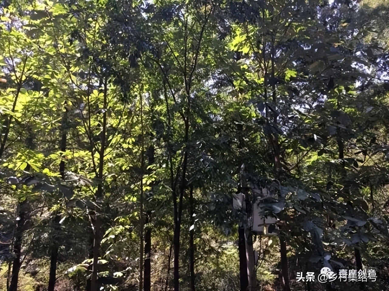 森林康养产业新模式,全域森林康养