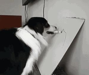 “这狗我认识，考试坐我旁边。”你什么时候被宠物的智商震惊过？