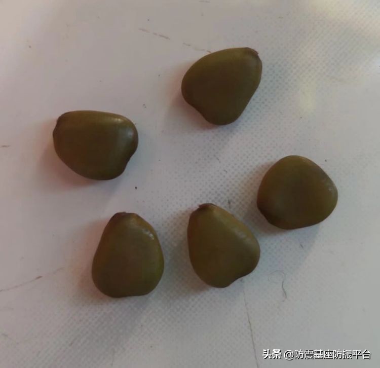 从发芽到开花的乐趣,从种子到果实成熟的感悟