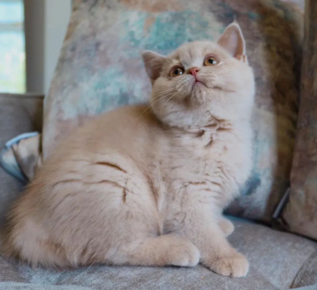 基因技术重大突破,基因科技的重大突破