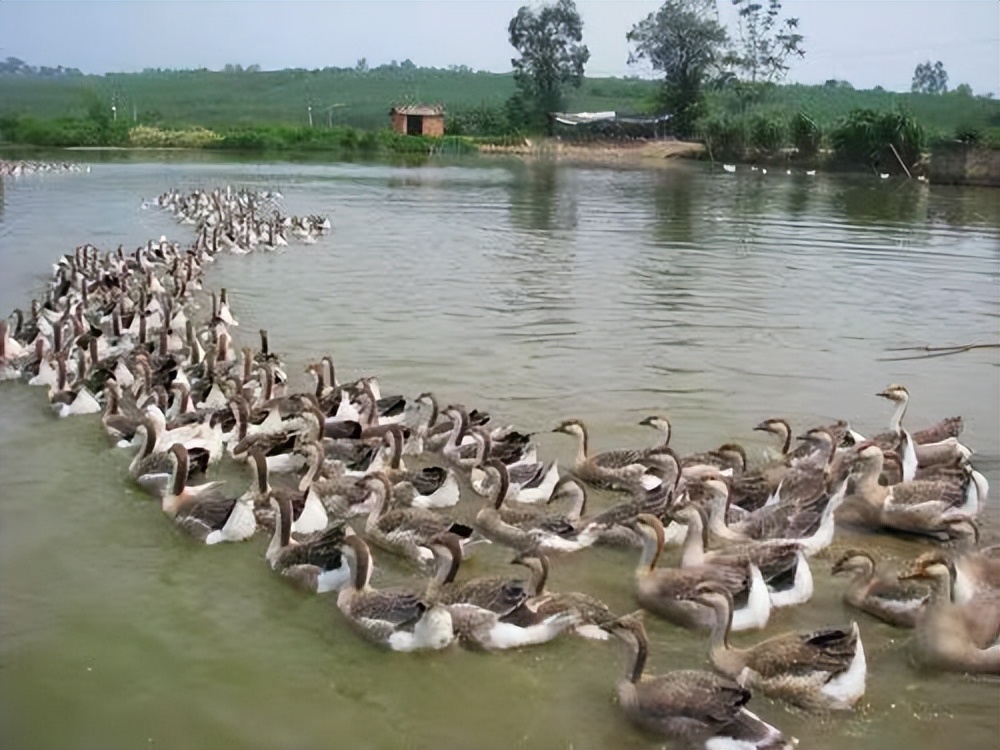 一个人养鹅一年赚多少钱,农民养鹅5年终致富轻松年入15万