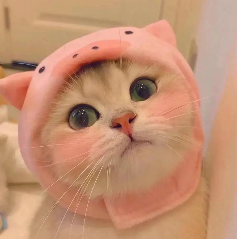 猫咪眼睛上面秃了怎么回事,猫咪眼睛上秃了是猫癣吗