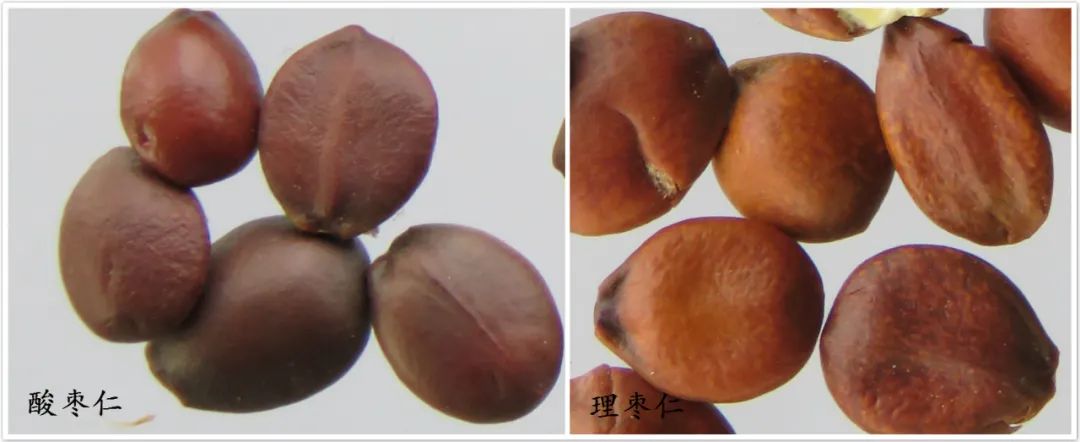 嗨，你家酸枣仁买对了吗？