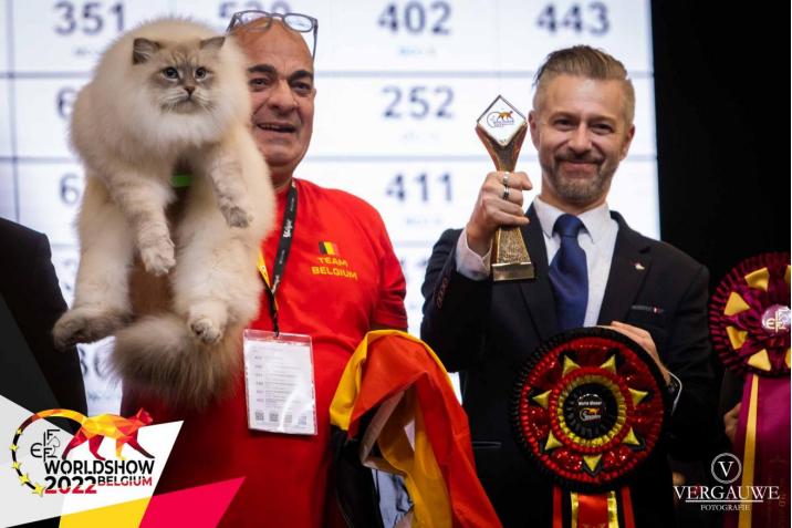 赛级布偶猫怎么查真伪,赛级布偶怎么鉴定