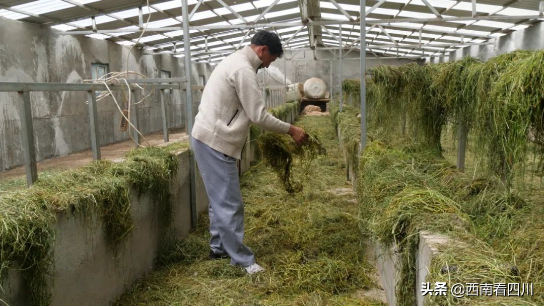 鍥涘窛闃垮潩宸為粦姘村幙鐭ユ湪鏋椾埂,榛戞按鍘跨煡鏈ㄦ灄涔$淮澶氭潙