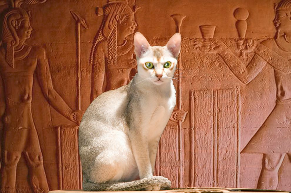 都说猫有九条命却唯有一颗心,猫有九条命唯有一颗心是什么意思