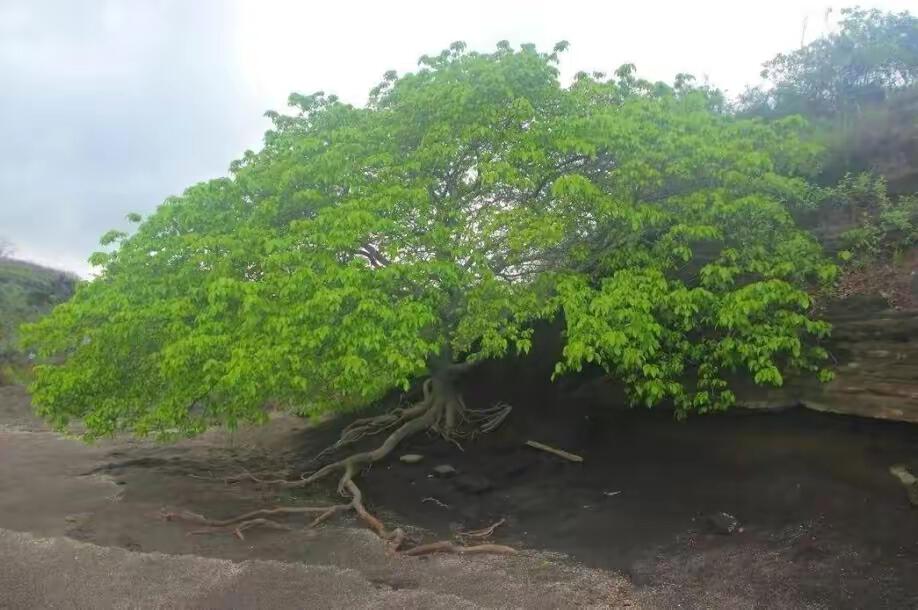 世界上最毒的植物毒番石榴,毒番石榴树能生存多久