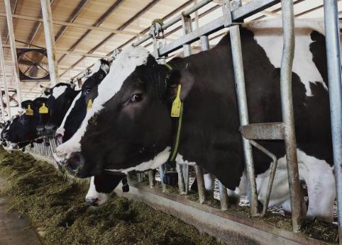 俄罗斯开放海参崴了吗,俄罗斯为何开放海参崴出口