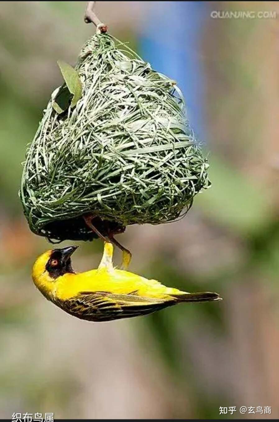 山海经2012白话全译彩图版pdf,山海经海外西经是指哪里