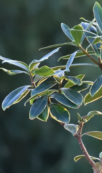 现代时尚生态木门风格,现代自然门