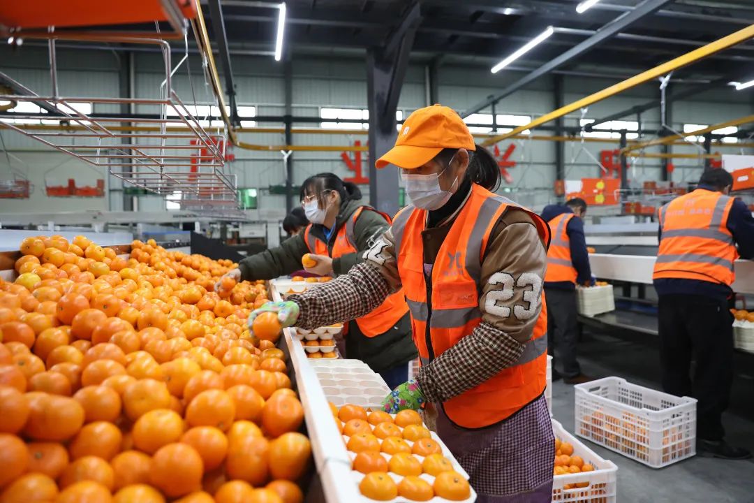 广西沃柑十大最甜柑橘,广西南宁柑橘类水果大量上市