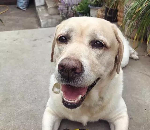 拉布拉多的优点和缺点真实版,新手养一岁的拉布拉多基础知识