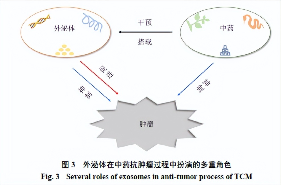 中药能治粘液肿瘤吗,外泌体在肿瘤中的研究