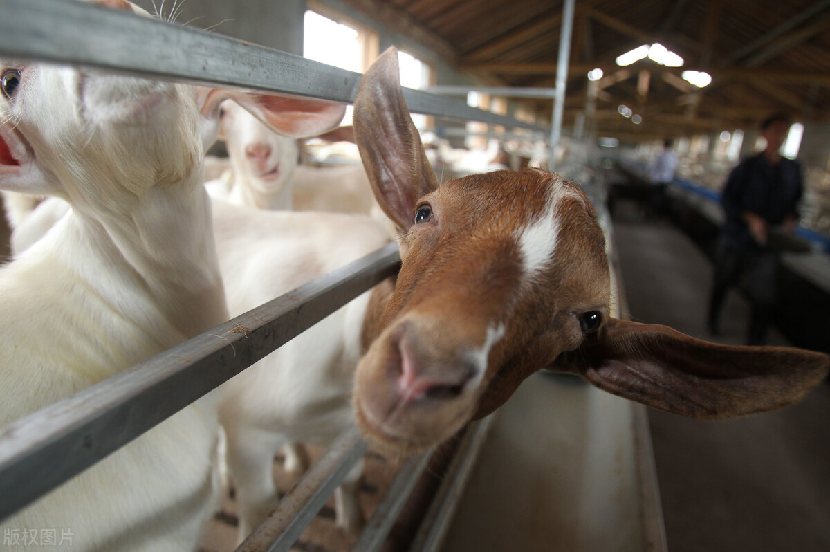 羊身体腐烂长虫怎么处理,羊突然一直转圈简单治疗