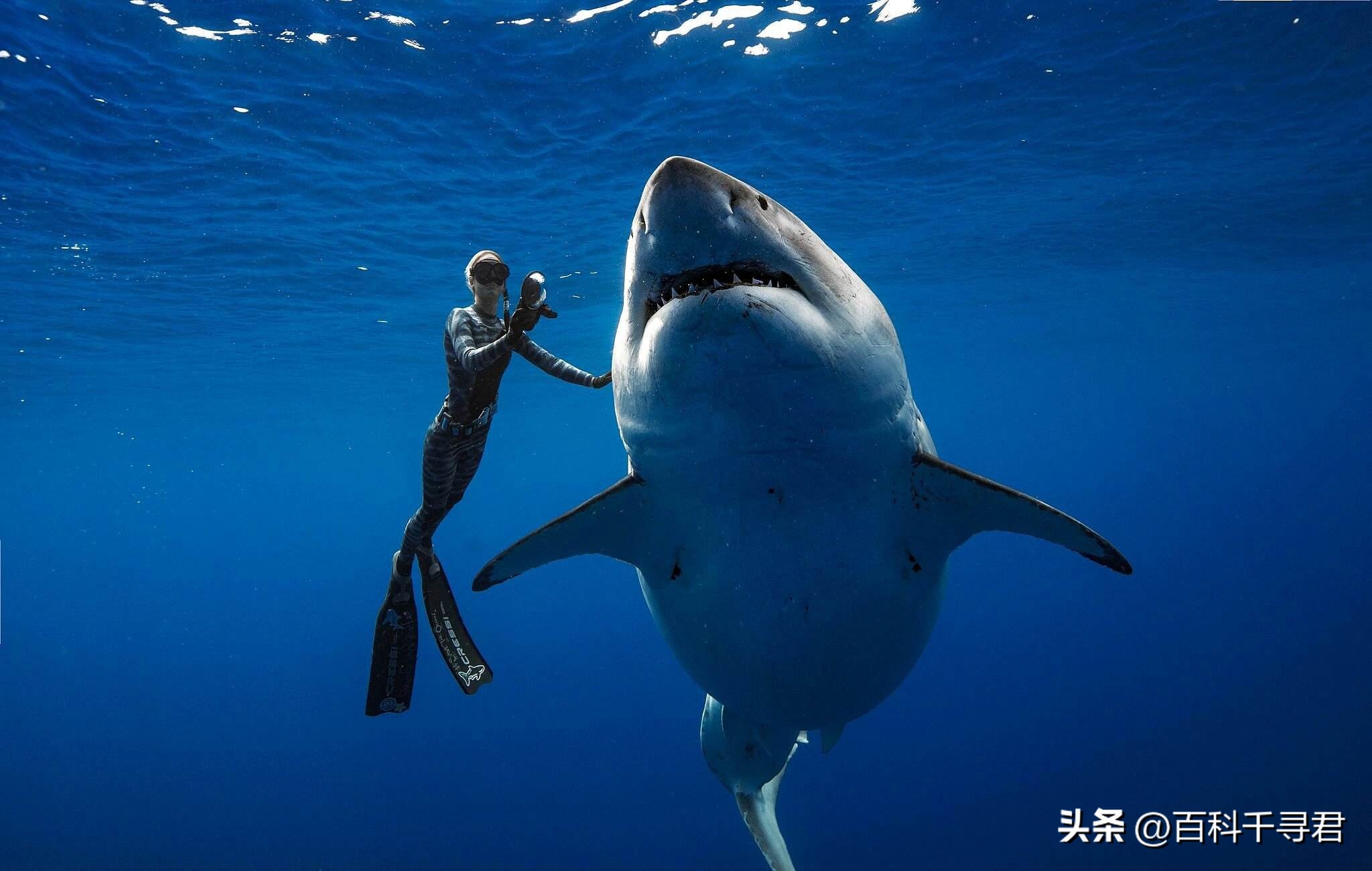 翻车鲀是世界上最大的硬骨鱼类吗,翻车鲀是世界上最大的鱼类吗