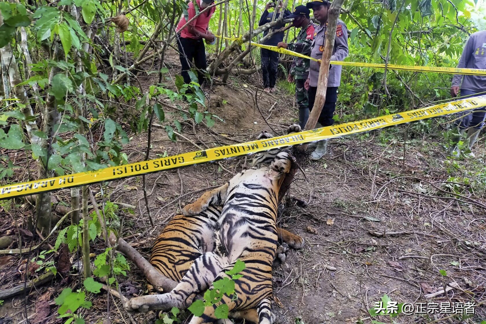全球老虎数量增加,全球虎还剩多少