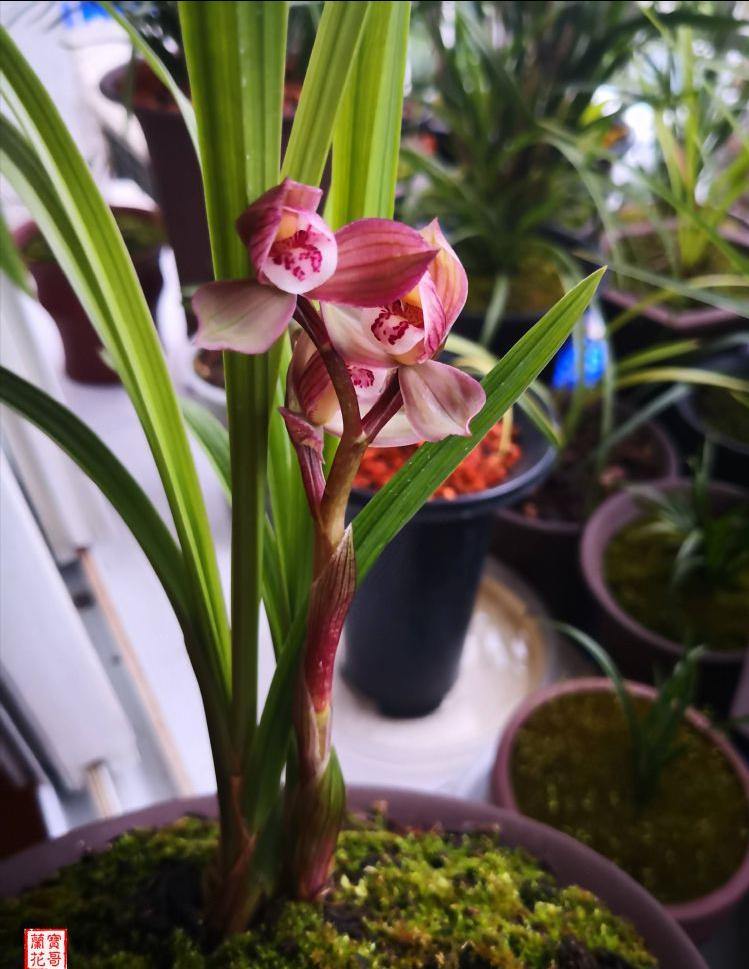 春剑学林荷花剑高度,春剑荷瓣精品欣赏