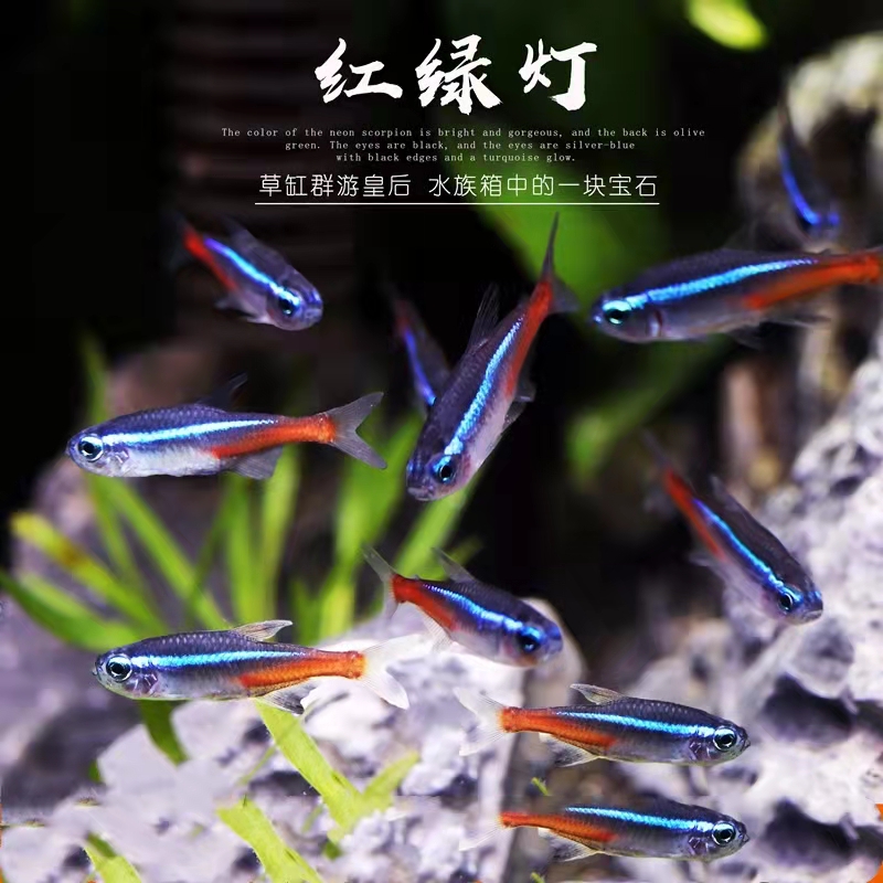 新手养观赏鱼全过程,新手养鱼入门基础教程小观赏鱼