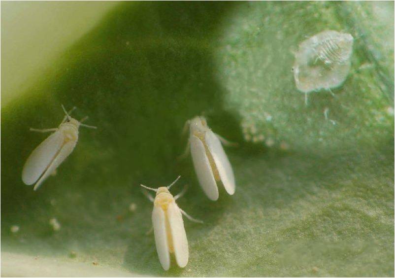 杀虫效果持久的农药,杀虫好的药物