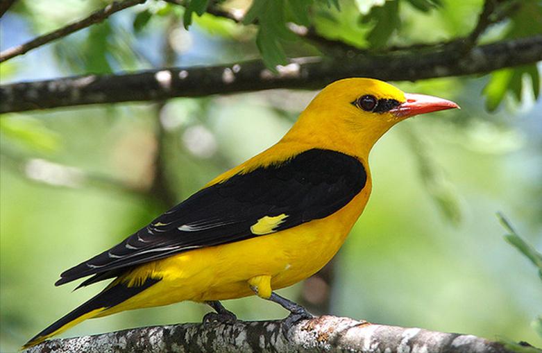 50张最佳鸟类摄影作品,鸟儿大全大图