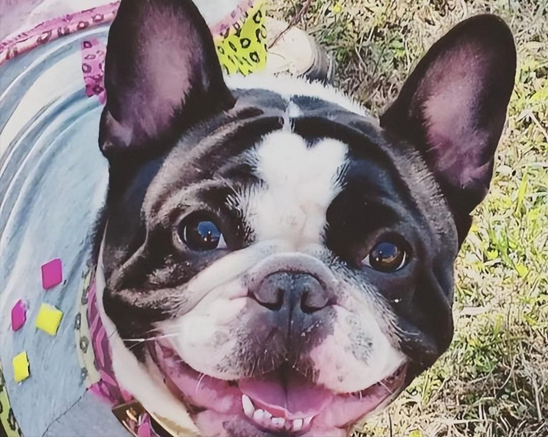 法斗怎么消除体臭,法斗体臭最佳治疗方法