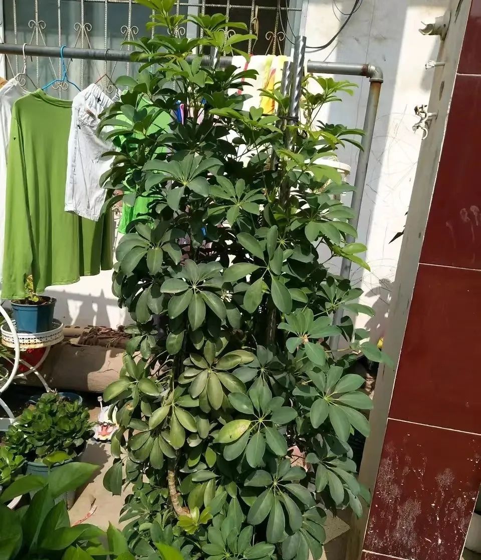 什么花吸甲醛效果最好而且无毒,什么花吸甲醛高档