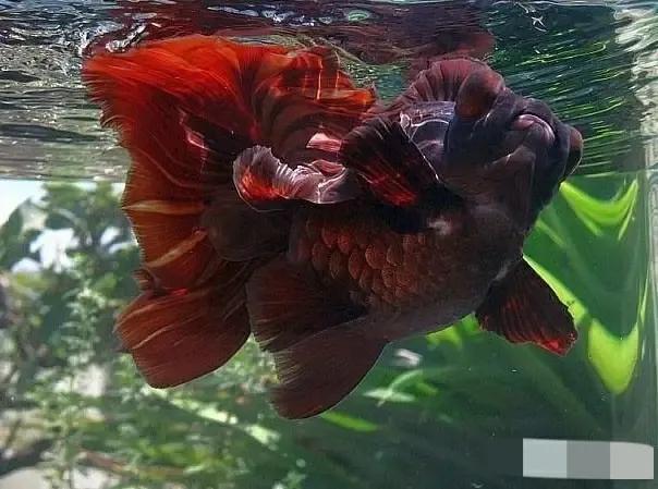 养金鱼七条有什么讲究,养金鱼的十大忌讳