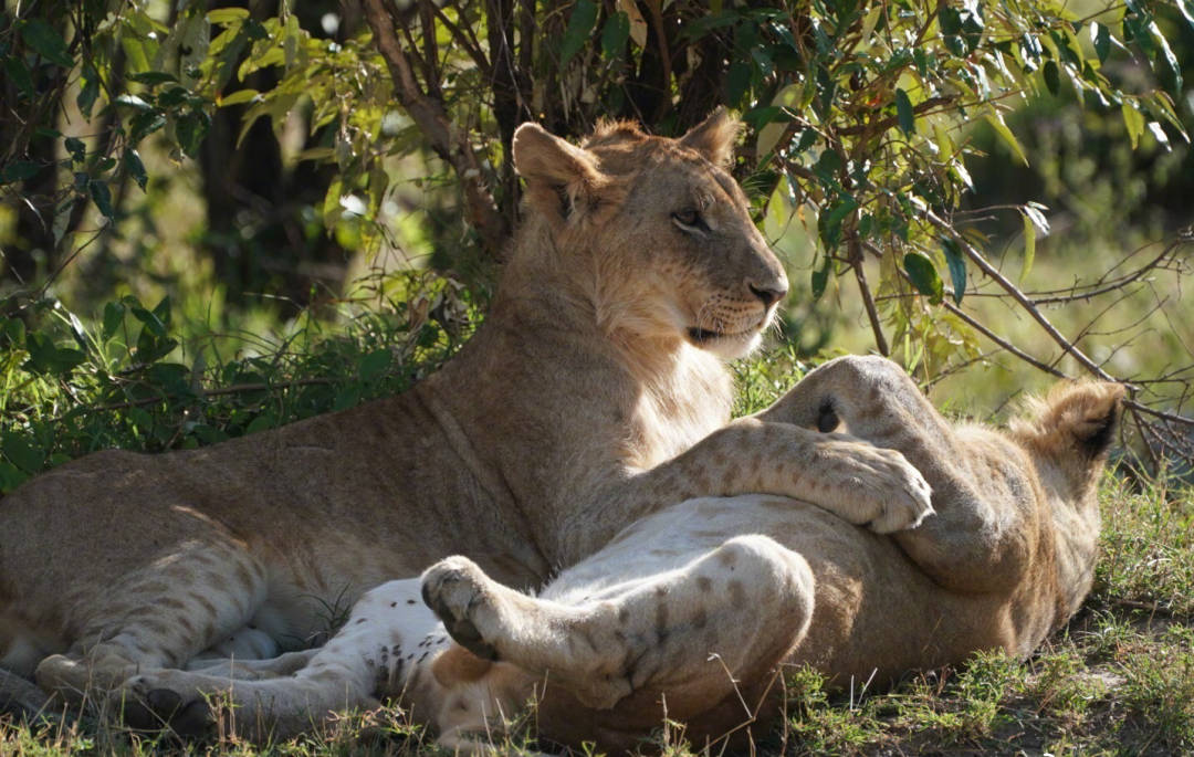 动物在交配前，为啥会先闻对方的屁股，小小肛门释放了多少信息？