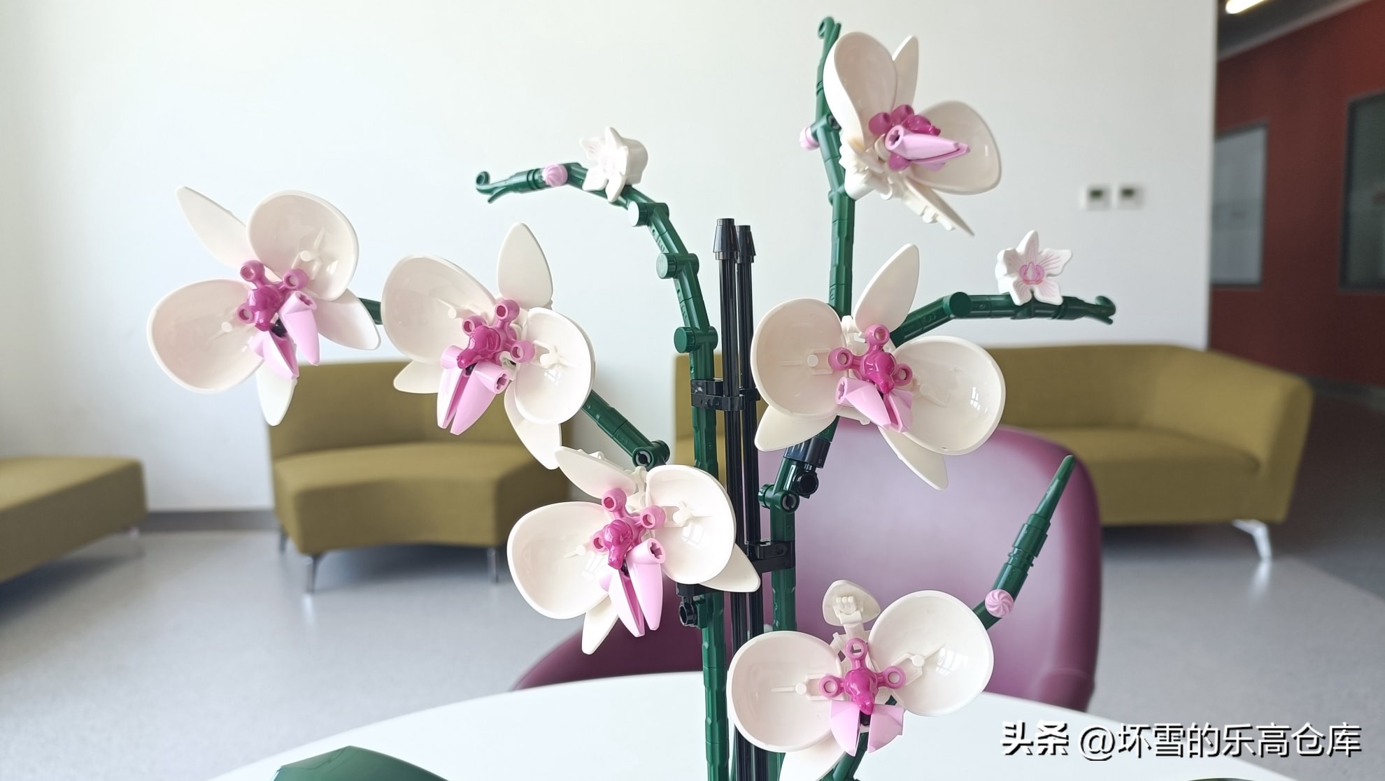 乐高兰花图片及价格,乐高兰花测评