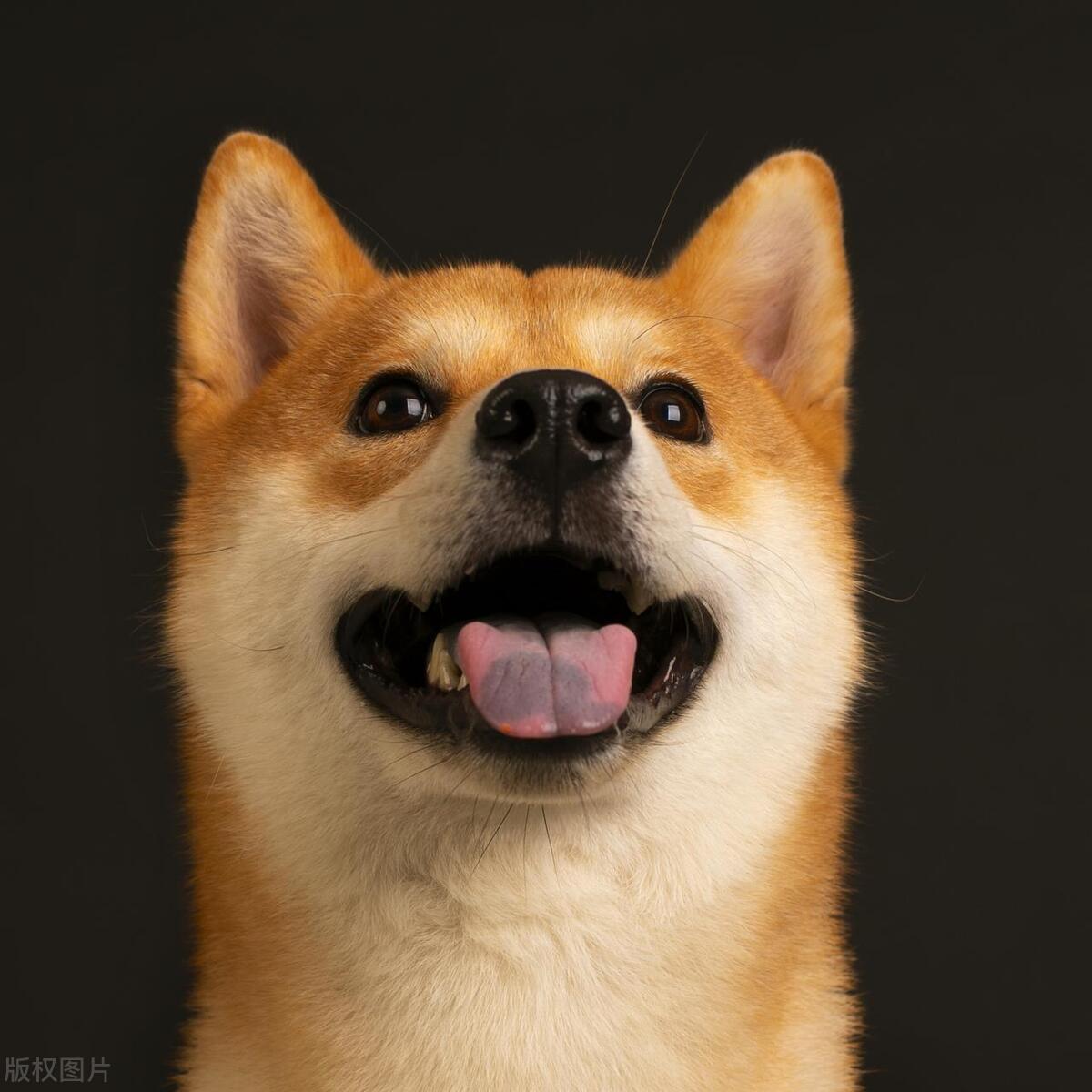 没毛狗狗的品种大全,灰色毛的狗狗品种