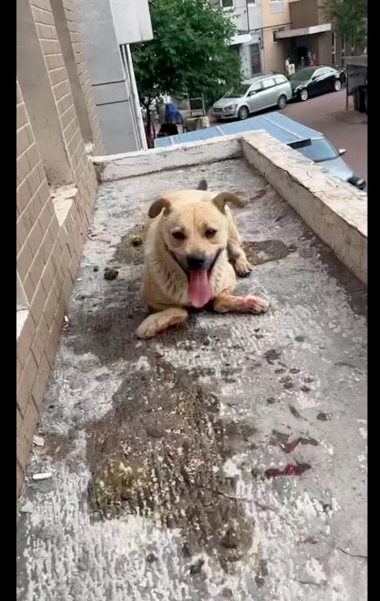 狗从14楼跳下后续救活,狗截肢