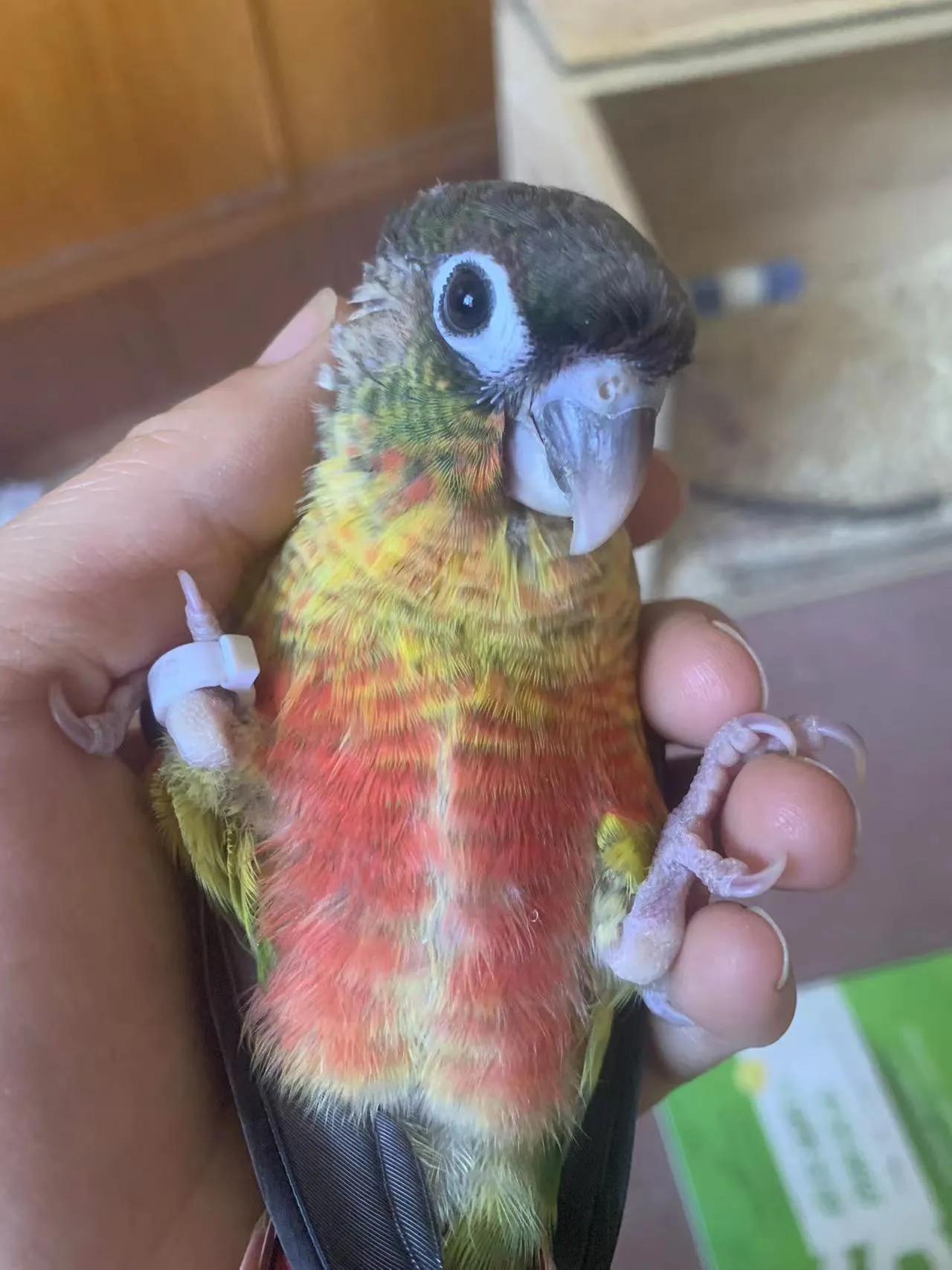 鹦鹉太粘人是什么感觉,怎么养鹦鹉粘手