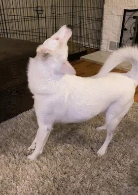 当狗狗的耳朵发炎甚至发臭......