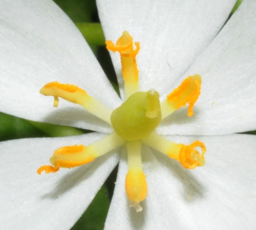 山荷叶·开在山间的魔法精灵，滴落的雨水能让她变得水晶般透明