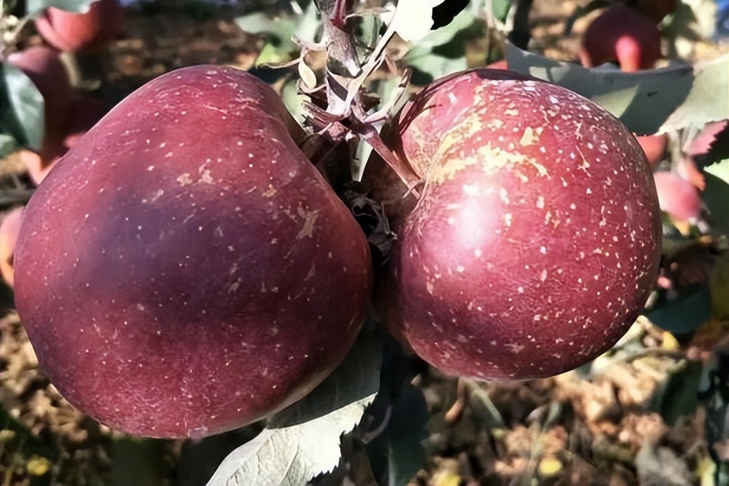 全国哪个省苹果最好吃,中国哪里的苹果最甜脆