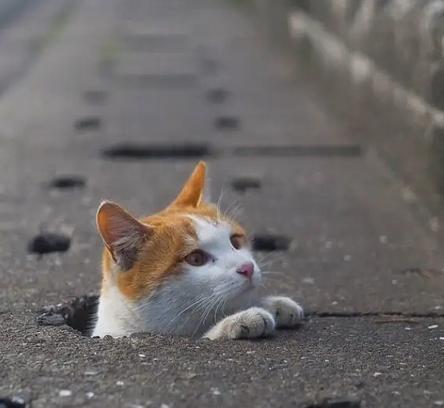 猫主子的进化史,猫主子的金刚狼爪