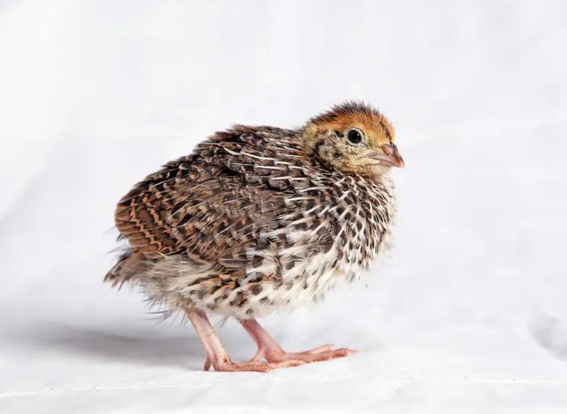 鹌鹑悲惨一生,鹌鹑的悲惨人生