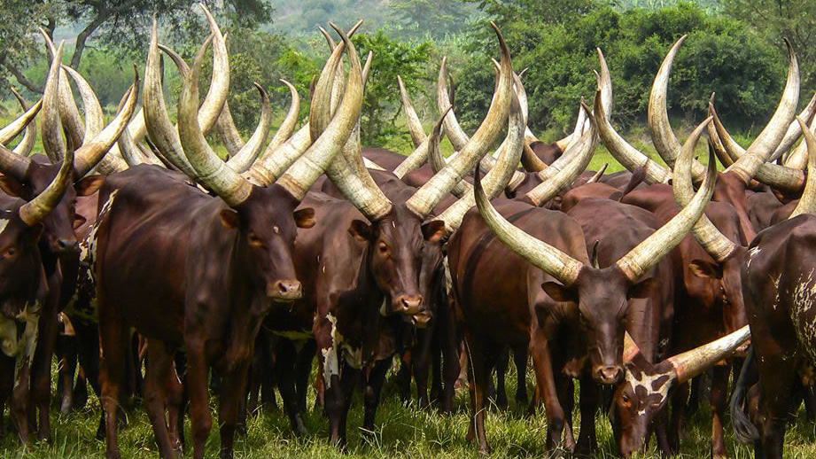 26张离奇动物照片：克苏鲁大人在沙滩爬行，货轮撞翻鲸鱼