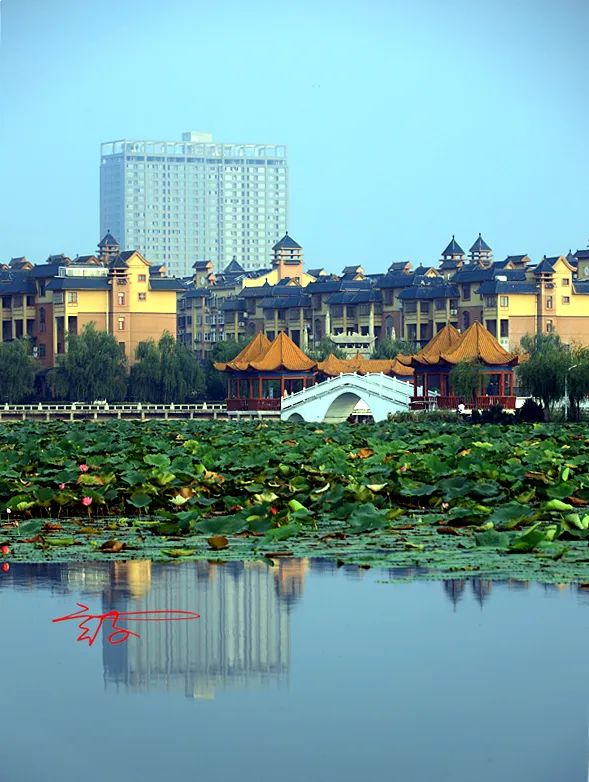 淮阳荷花节什么时间最好看,淮阳看荷花节开幕
